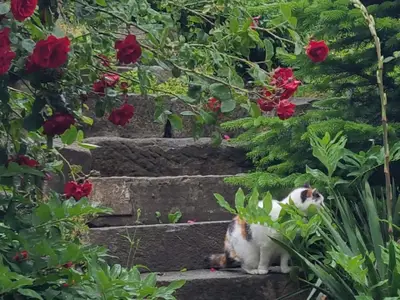 Ferienwohnung für 10 Personen (150 m²) in Großschönau 9/10
