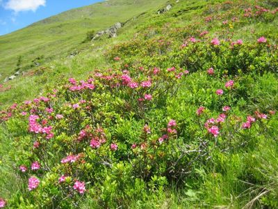 Wanderungen-Haus-Lerchegger-Naturpark-Sölktäler