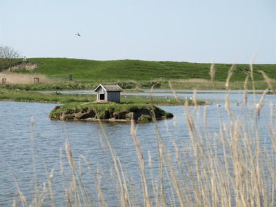 Urlaub im Grünen - Pferde &amp; Deich an der Nordsee 