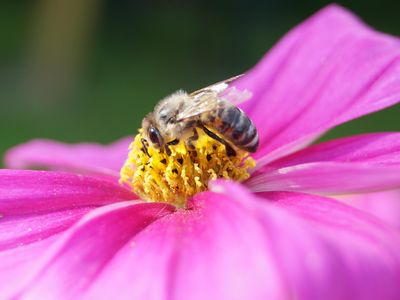 Bienensommer Bienensommer