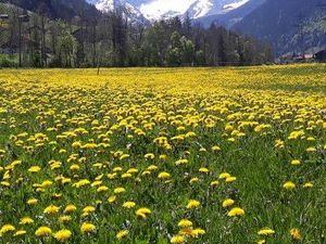 18371781-Ferienwohnung-2-Gstaad-300x225-3