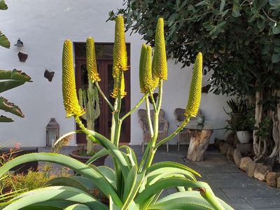 Garten. Afrikanische Aloe in Blüte