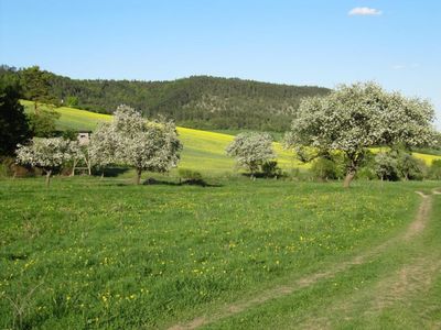 Blühende Streuobstwiesen