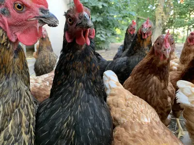 Ferienwohnung für 4 Personen in Gunzenhausen 10/10