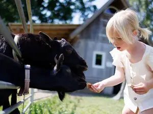 Ferienwohnung für 6 Personen (86 m²) in Gunzenhausen