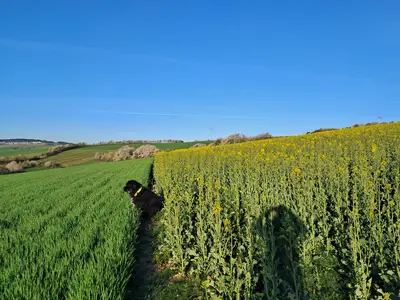 Gusterather Felder im Frühling