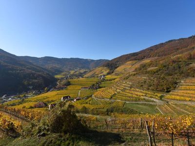 Weingärten im Spitzer  Graben