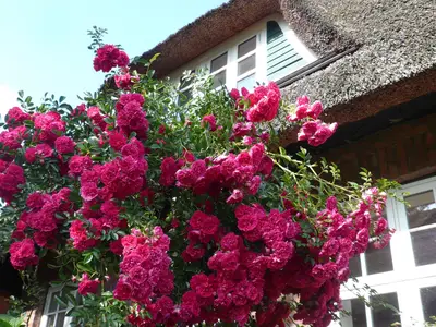 Ferienwohnung für 6 Personen (77 m²) in Haffkrug 2/10