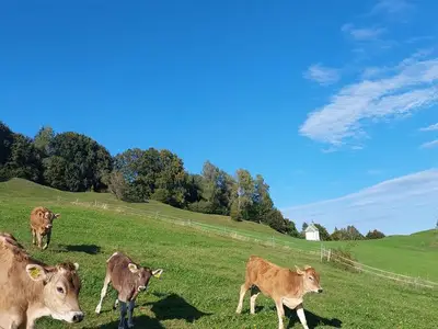 Ferienwohnung für 4 Personen (53 m²) in Halblech 4/10