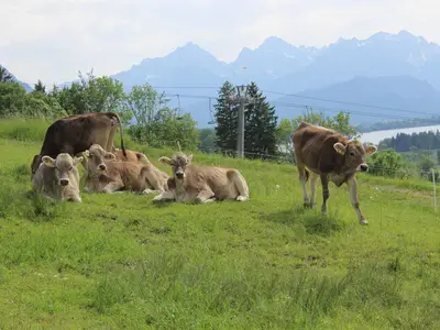 Idyll