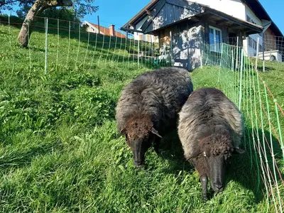 Ferienwohnung für 4 Personen (53 m²) in Halblech 5/10