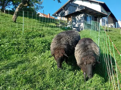 Schafe mögen auch kuscheln und Beschäftigung