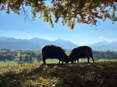 Spaziergang mit den Schafen