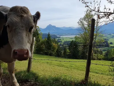Ferienwohnung für 3 Personen (40 m²) in Halblech 7/10