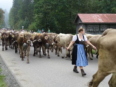 Viehscheidt, auch in Haldenwang