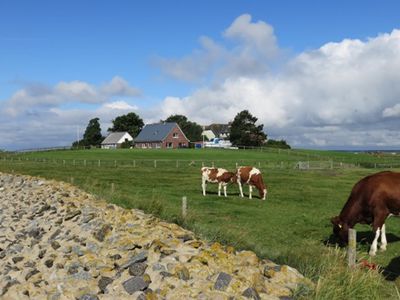 Ferienwohnung für 4 Personen in Hallig - Langeness 1/10