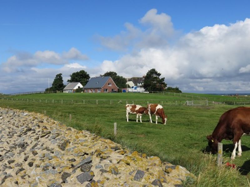 19104066-Ferienwohnung-4-Hallig - Langeness-800x600-0