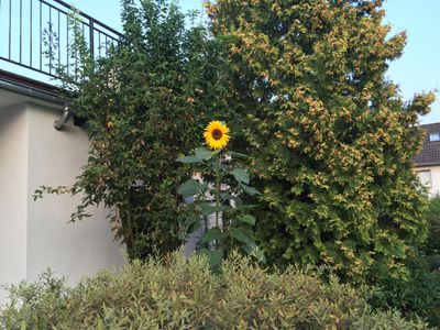 Ferienhaus Sonnenblume