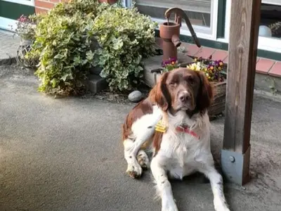 Ferienwohnung für 4 Personen (54 m²) in Hanerau-Hademarschen 9/10