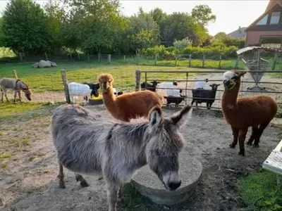 Ferienwohnung für 4 Personen (54 m²) in Hanerau-Hademarschen 10/10