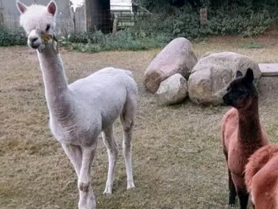 Ferienwohnung für 4 Personen (60 m²) in Hanerau-Hademarschen 7/10