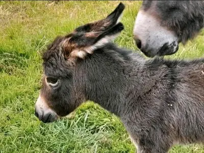 Ferienwohnung für 4 Personen (60 m²) in Hanerau-Hademarschen 8/10