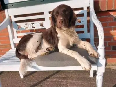 Ferienwohnung für 4 Personen (60 m²) in Hanerau-Hademarschen 10/10