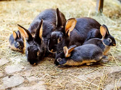 Kaninchen