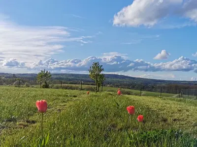 Ferienwohnung für 4 Personen (55 m²) in Harzgerode 10/10