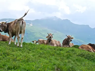 auf der Alp