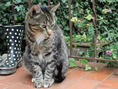 Ferienwohnung für 5 Personen (90 m²) in Hasselberg 10/10