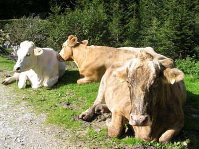 Rinder am Bauernhof