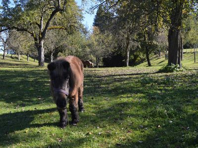 Obstgarten