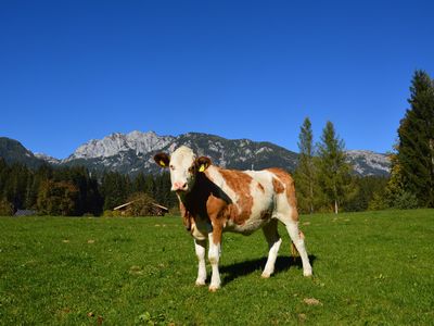 Stolze Gerlinde