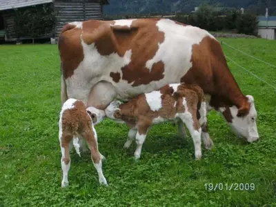 Ferienwohnung für 5 Personen (50 m²) in Haus (Steiermark) 7/10