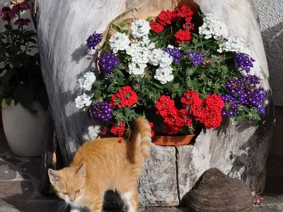 Ferienwohnung für 5 Personen (50 m²) in Haus (Steiermark) 9/10