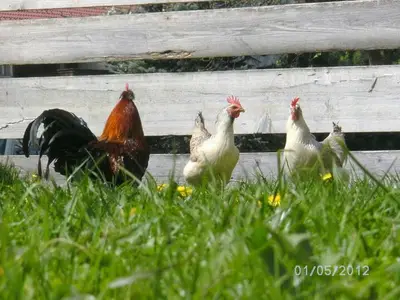 Ferienwohnung für 5 Personen (50 m²) in Haus (Steiermark) 10/10