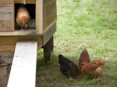 Ferienwohnung für 5 Personen (55 m²) in Haus (Steiermark) 8/10