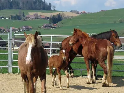 unsere Pferde
