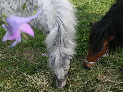 Unsere Ponys