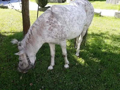 Unser Pony Gretl