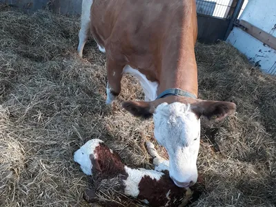 Kuh mit Kalb