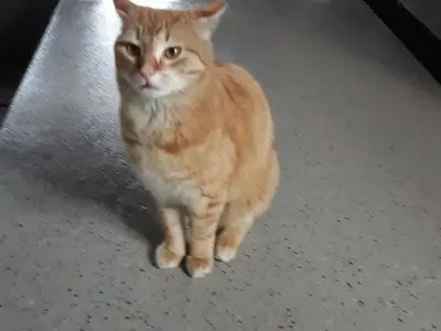 Kater Moritz