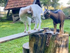 Ferienwohnung für 4 Personen (45 m²) in Havixbeck