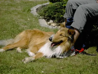 Ferienwohnung 4 auch für Gäste mit Hund