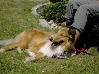 Ferienwohnung 1 auch für Gäste mit Hund
