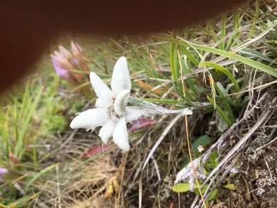Ferienwohnung für 7 Personen (100 m²) in Heiligenblut 3/10