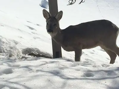 Ferienwohnung für 7 Personen (100 m²) in Heiligenblut 7/10