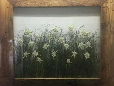 EdelweißBild