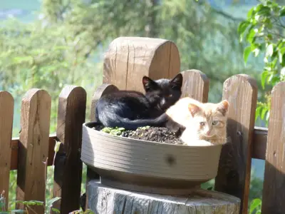 13_08 Katzen05